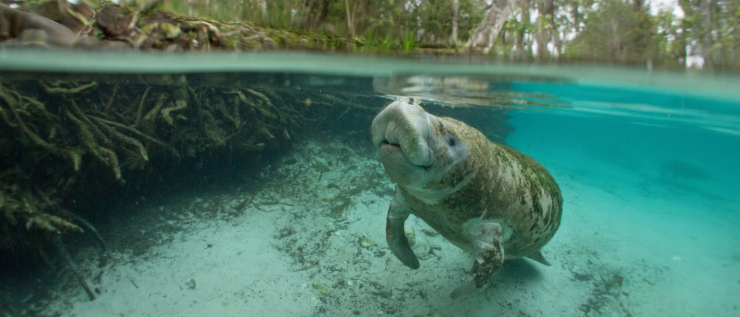 Kayaking with Manatees